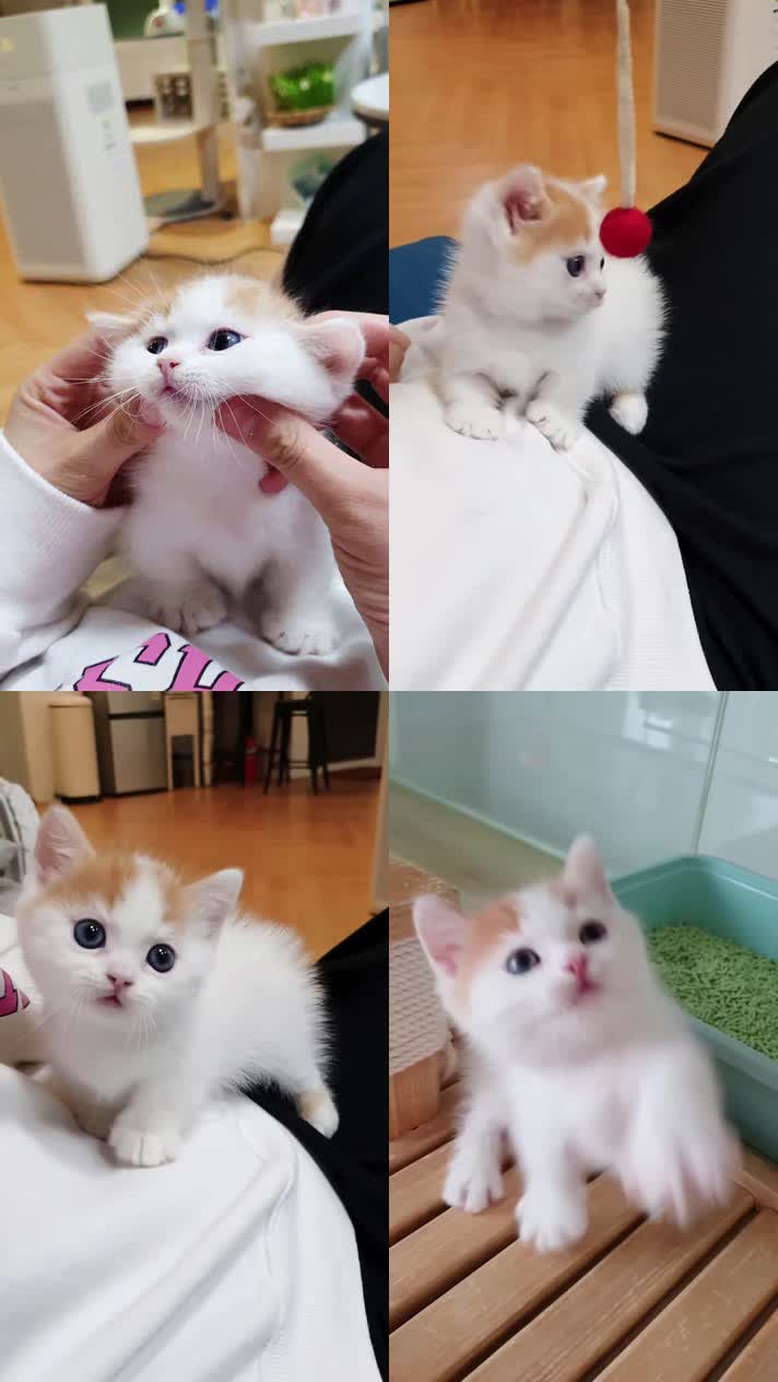 小猫竖屏，动物竖屏手机视频手机竖屏