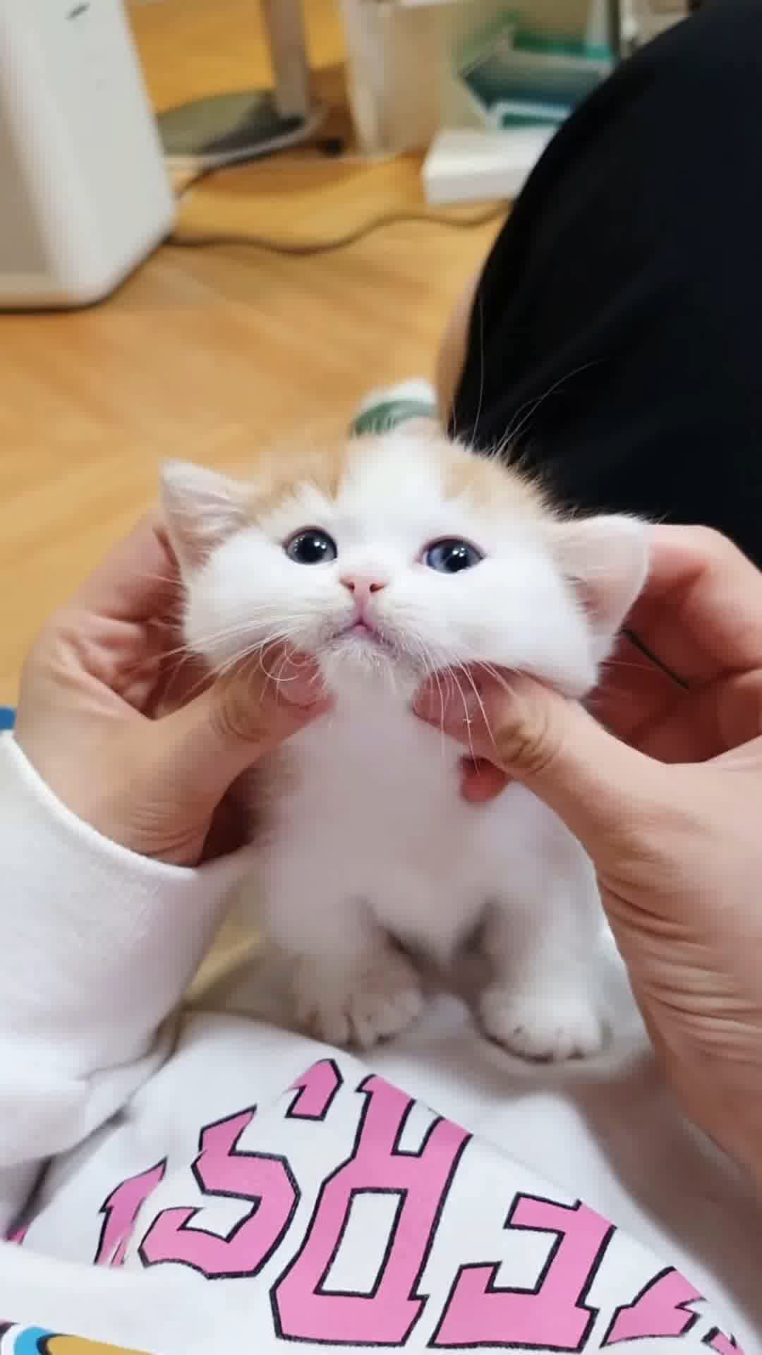 小猫竖屏，动物竖屏手机视频手机竖屏