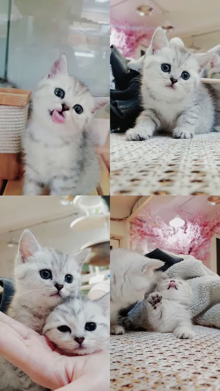 小猫竖屏，动物竖屏手机视频手机竖屏