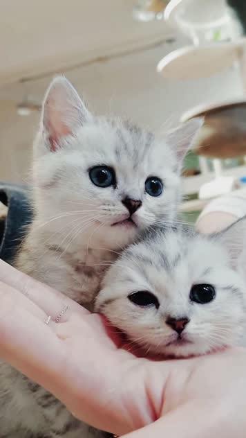 小猫竖屏，动物竖屏手机视频手机竖屏