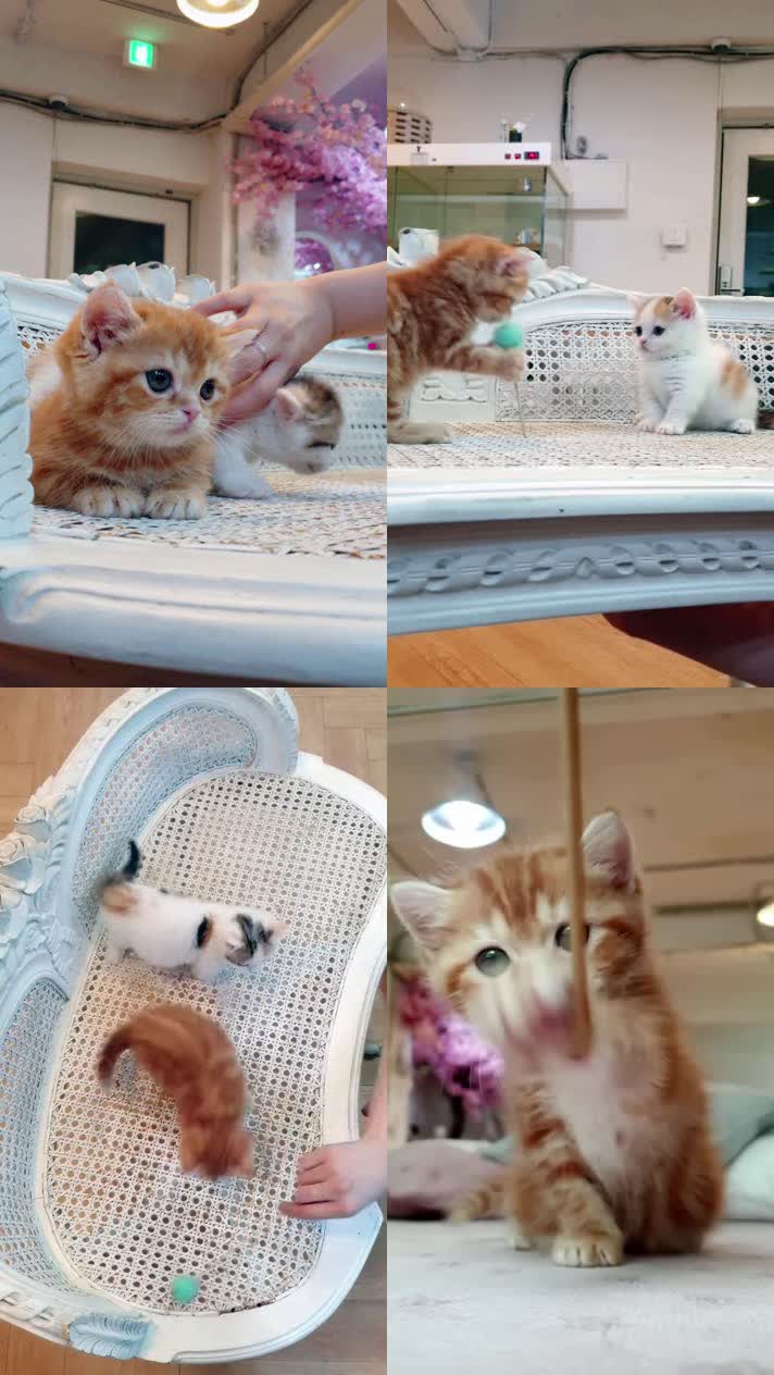 小猫竖屏，动物竖屏手机视频手机竖屏