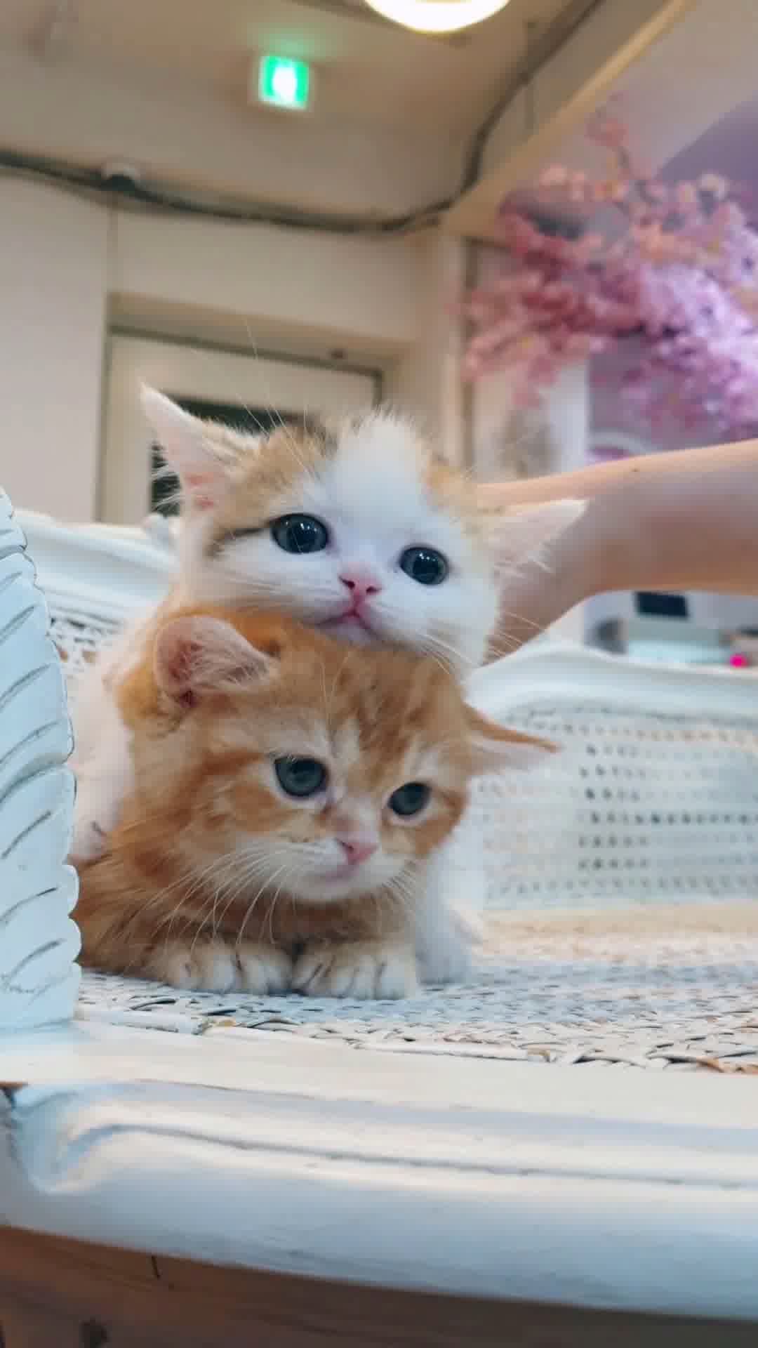 小猫竖屏，动物竖屏手机视频手机竖屏