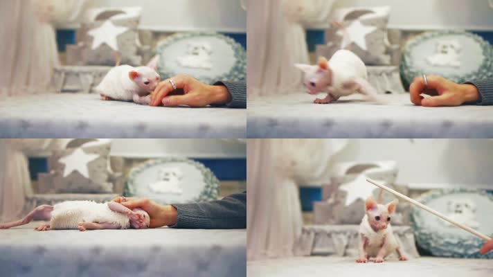 可爱小猫，无毛猫斯芬克斯猫加拿大无毛猫