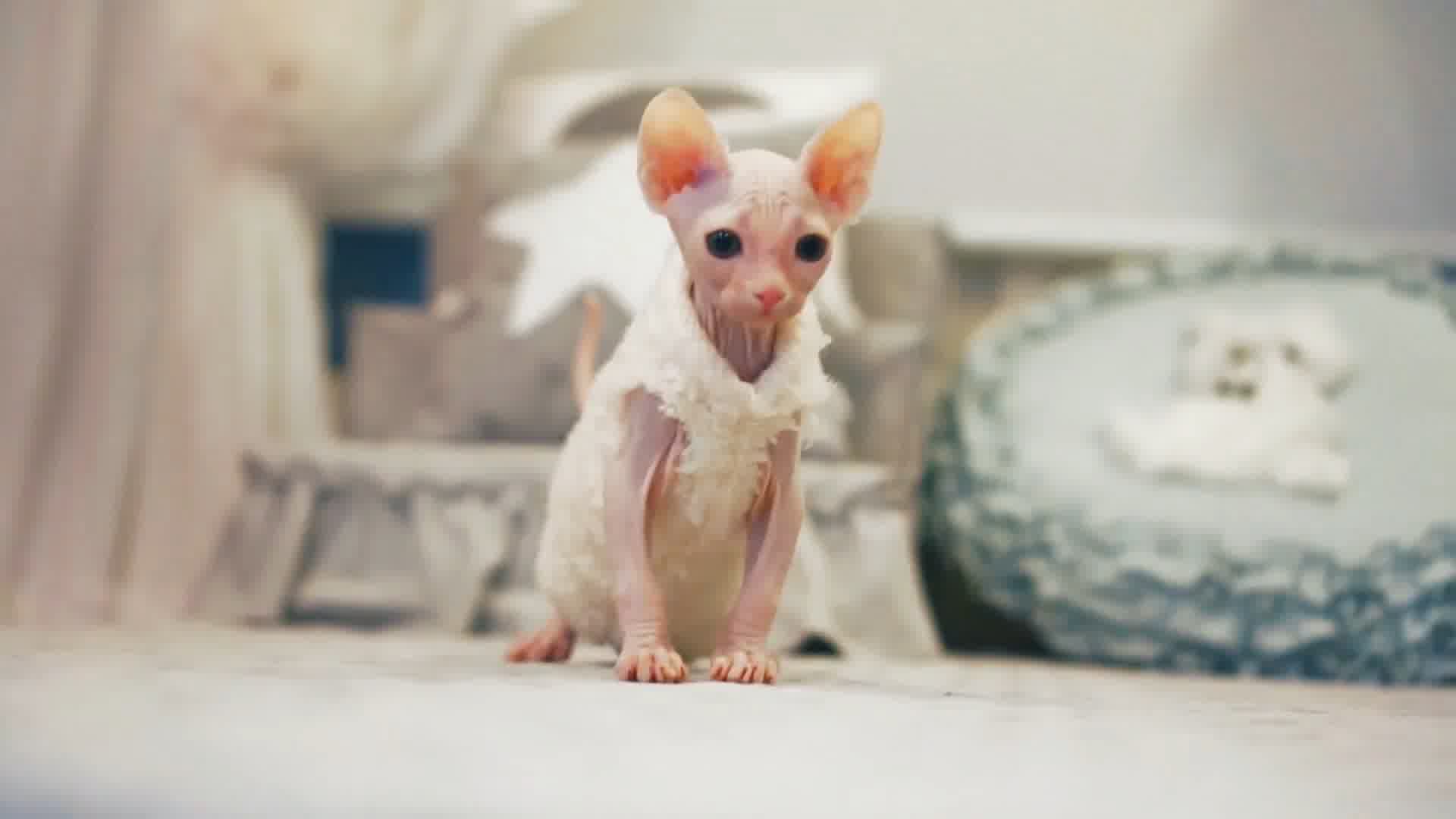 可爱小猫，无毛猫斯芬克斯猫加拿大无毛猫