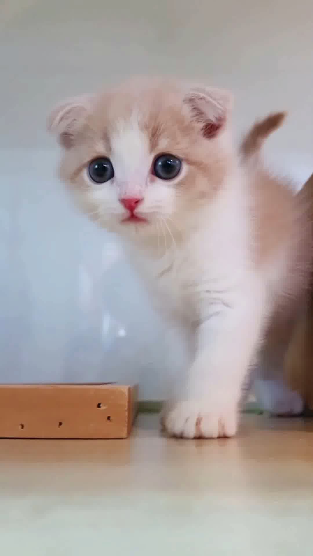 小猫竖屏，动物竖屏手机视频手机竖屏