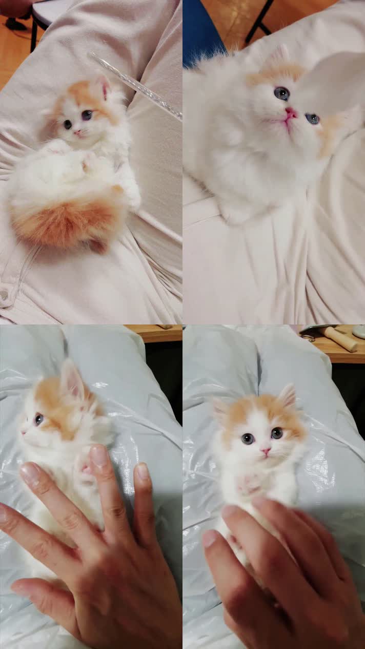 小猫竖屏，动物竖屏手机视频手机竖屏