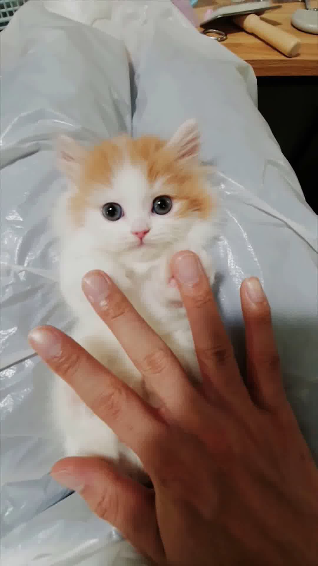 小猫竖屏，动物竖屏手机视频手机竖屏