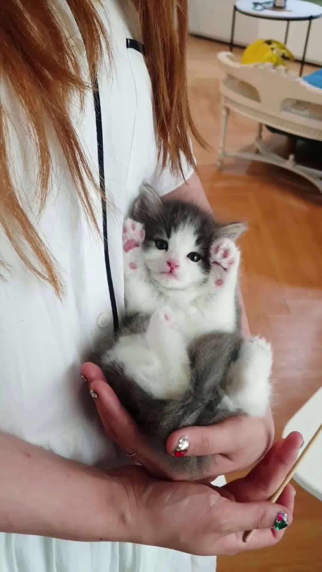 小猫竖屏，动物竖屏手机视频手机竖屏