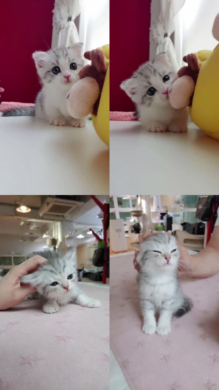 小猫竖屏，动物竖屏手机视频手机竖屏