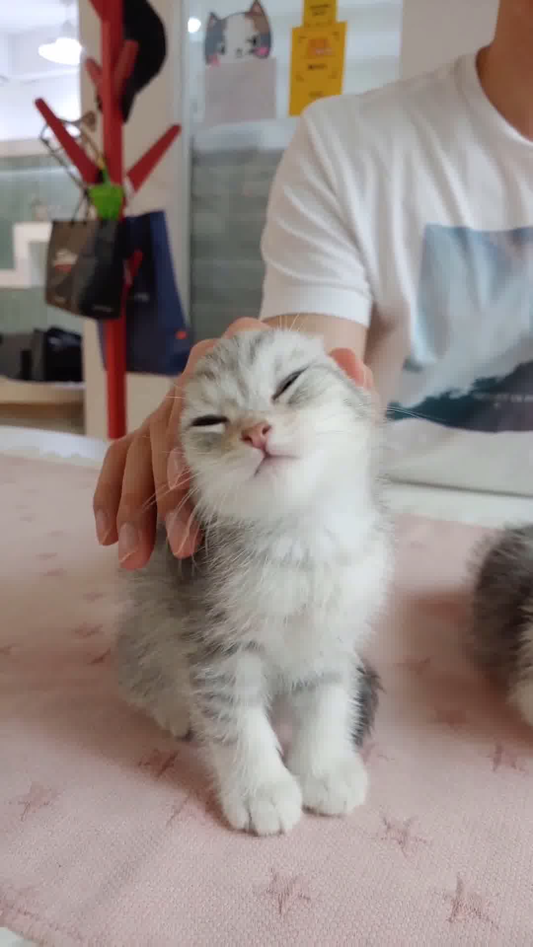 小猫竖屏，动物竖屏手机视频手机竖屏