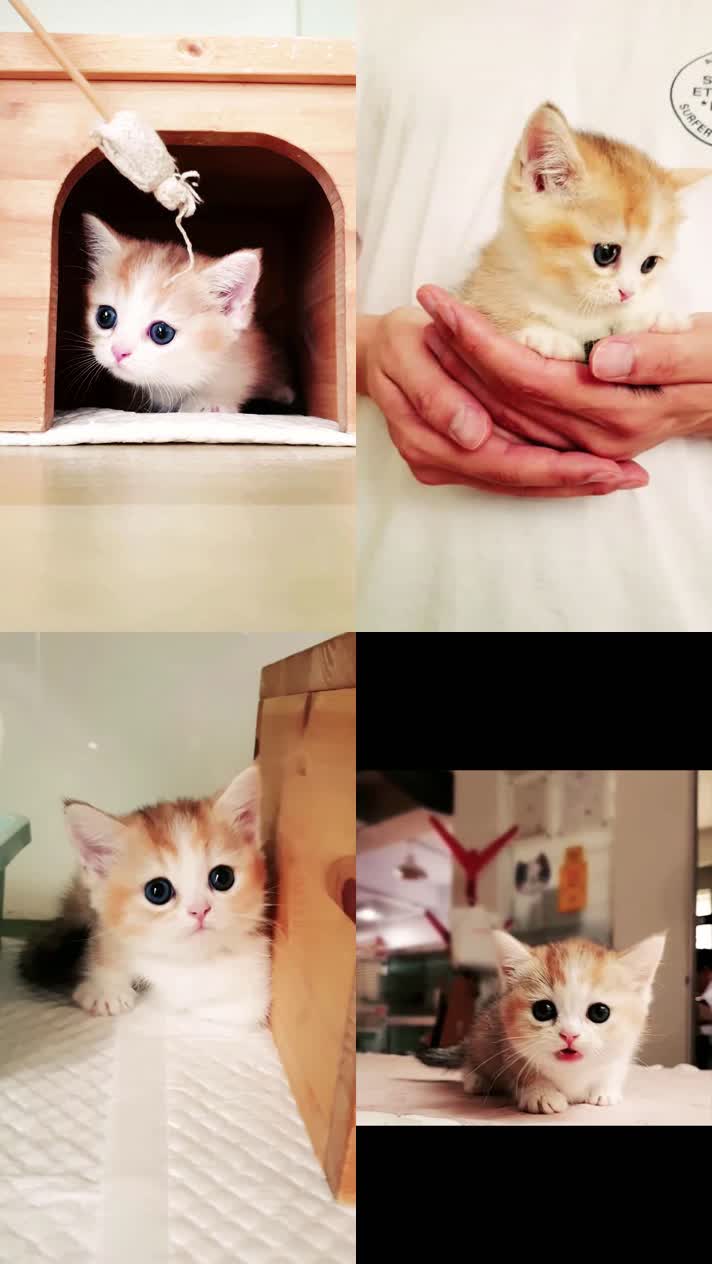 小猫竖屏，动物竖屏手机视频手机竖屏