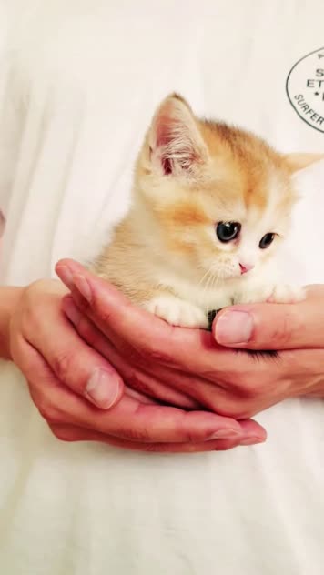 小猫竖屏，动物竖屏手机视频手机竖屏