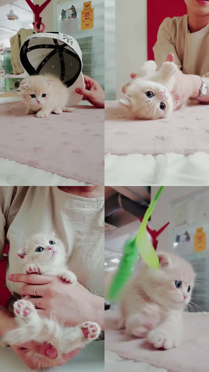 小猫竖屏，动物竖屏手机视频手机竖屏