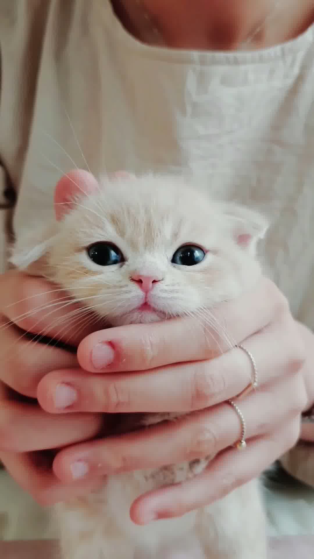 小猫竖屏，动物竖屏手机视频手机竖屏