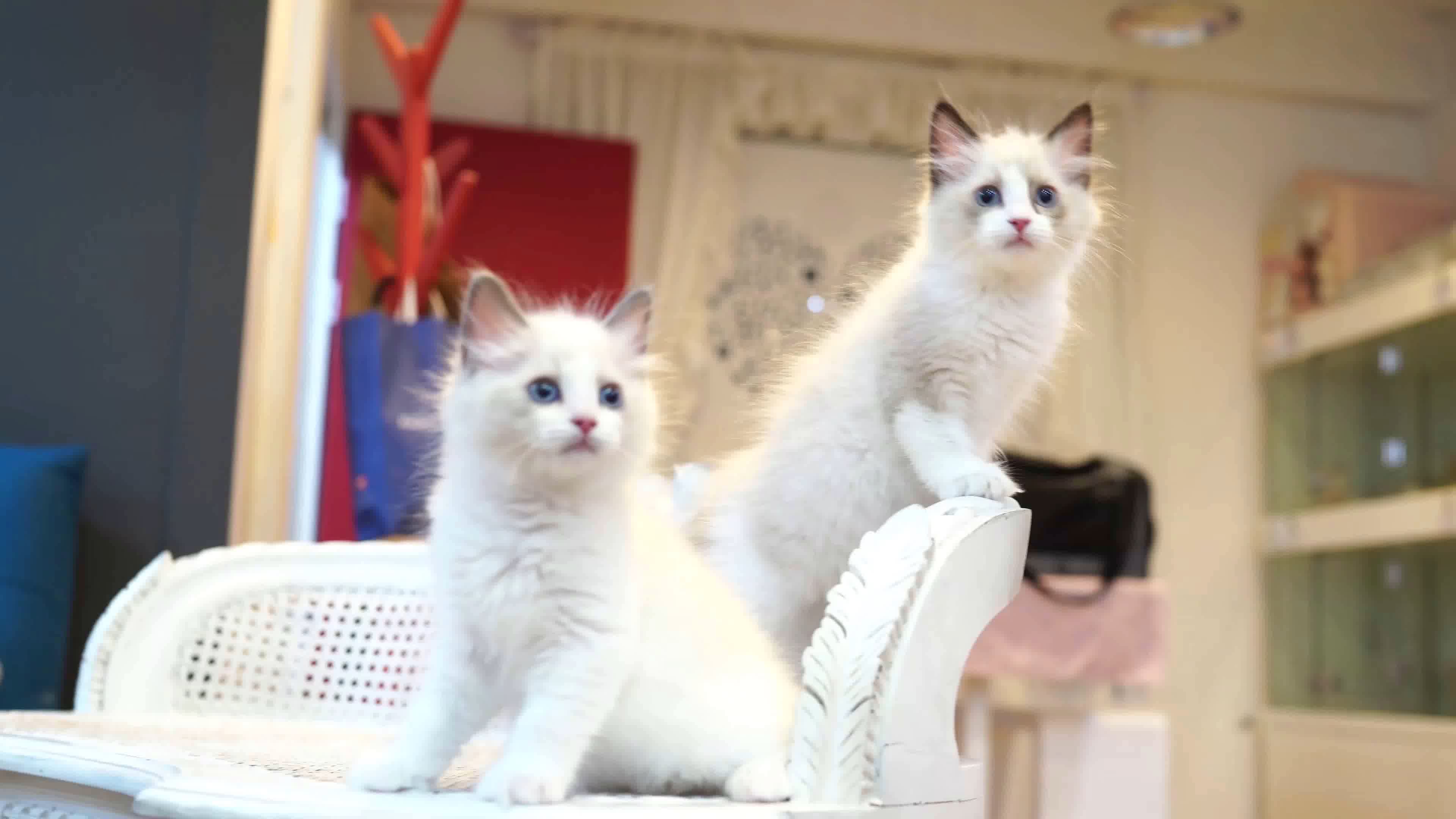 可爱小猫，布偶猫