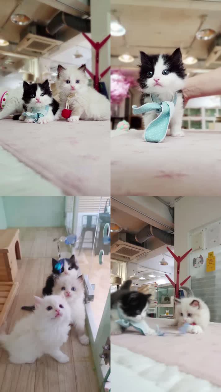 小猫竖屏，动物竖屏手机视频手机竖屏