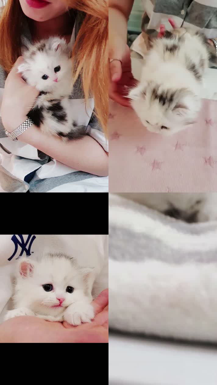 小猫竖屏，动物竖屏手机视频手机竖屏