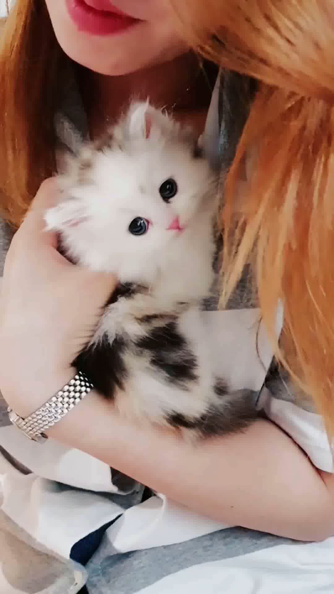 小猫竖屏，动物竖屏手机视频手机竖屏