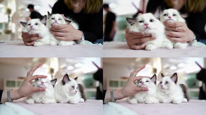 可爱小猫，布偶猫