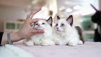 可爱小猫，布偶猫