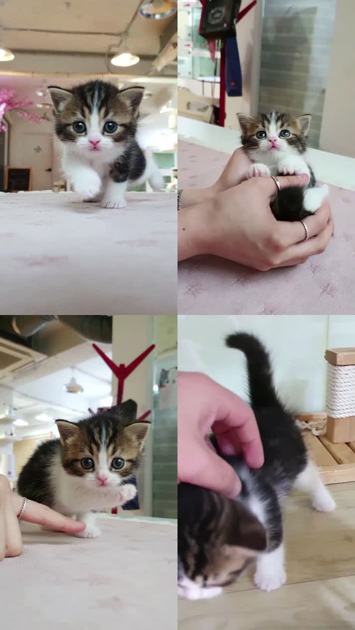 小猫竖屏，动物竖屏手机视频手机竖屏