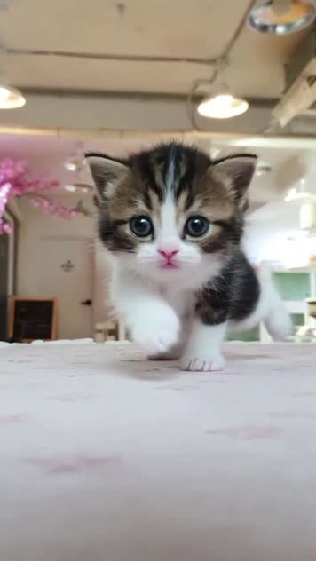 小猫竖屏，动物竖屏手机视频手机竖屏