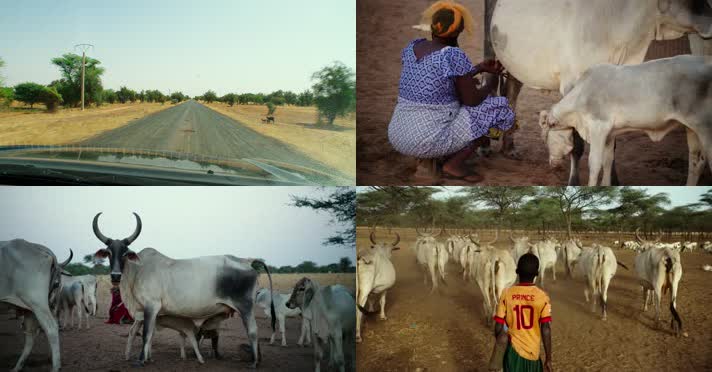 非洲公路行驶奶牛