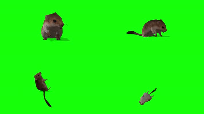 老鼠，多视角，侧前后上