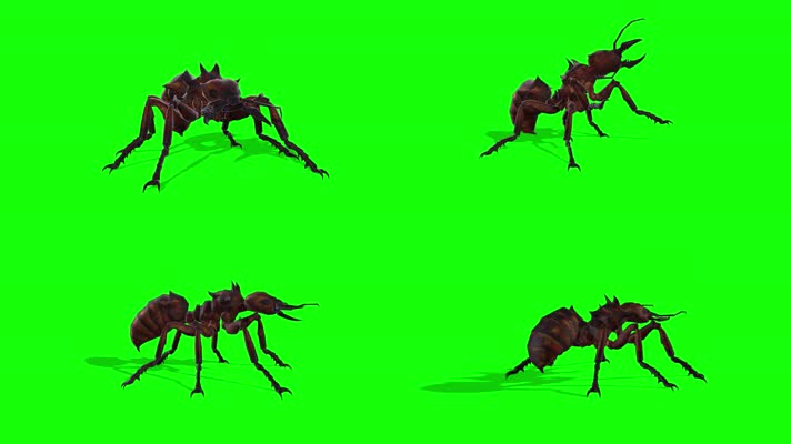 蚂蚁多视角，侧前后顶拍