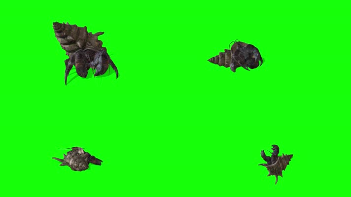 寄居蟹，多视角，侧前后上