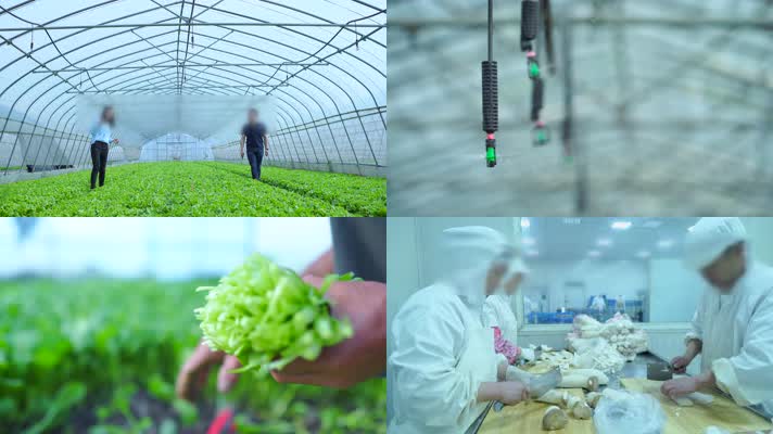 蔬菜基地菜农4K