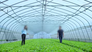 蔬菜基地菜农4K 蔬菜基地菜农4K