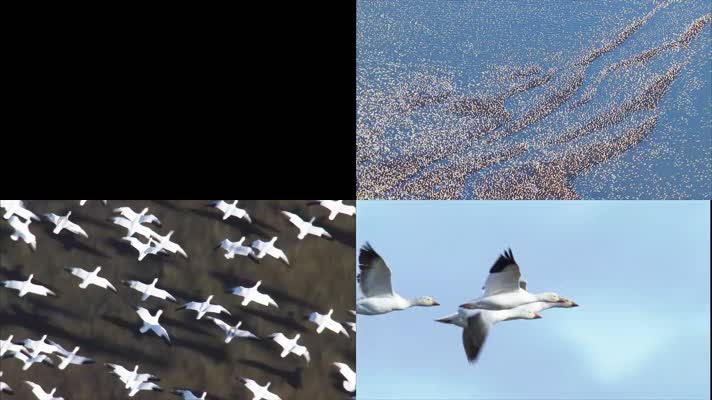 鸟群飞翔壮观景象高清视频实拍素材