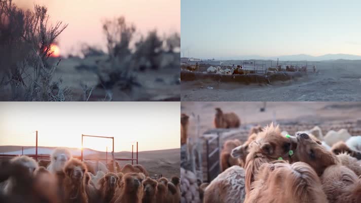 高原沙漠戈壁骆驼群