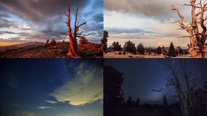 枯树沙漠星云星空天空白云延时摄影