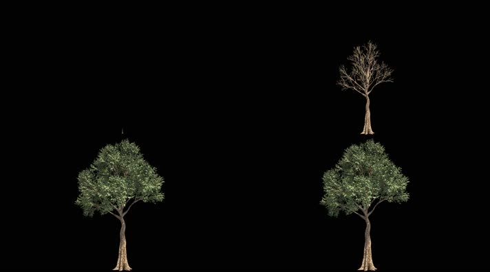 原创树木生长11-透明通道
