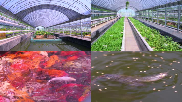科技养殖 现代农业 鱼菜共生
