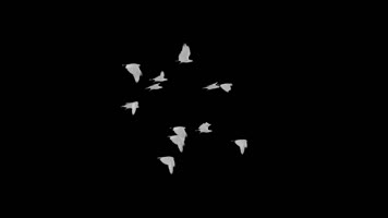 鸽子飞特效
