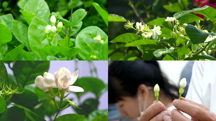 实拍茉莉花种植园花茶生产高清背景视频