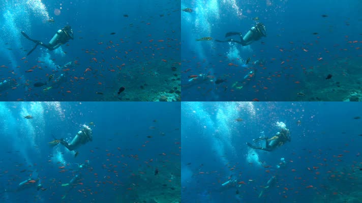 潜水员潜水深海鱼群