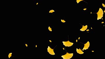 银杏落叶带通道