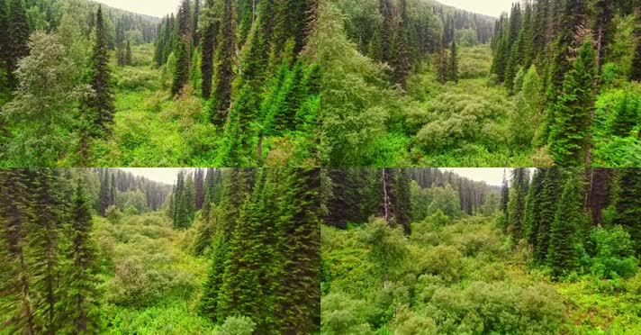 森林树林茂密植物树木