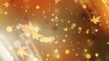 【4k】唯美枫叶背景循环
