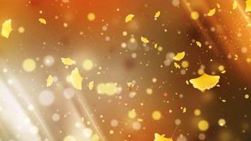 【4k】唯美银杏叶