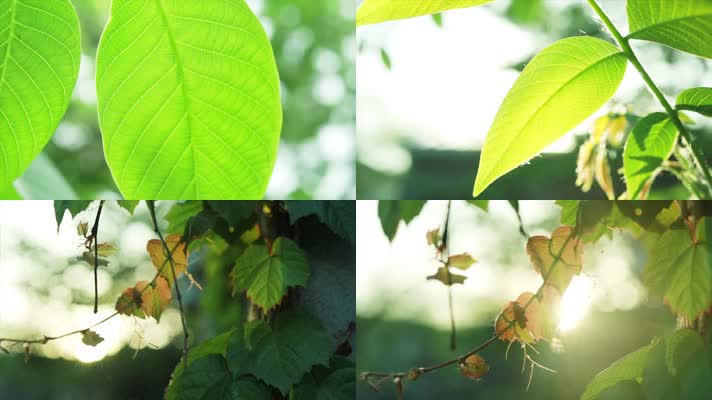 原创实拍绿色清新树叶