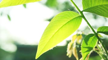 原创实拍绿色清新树叶