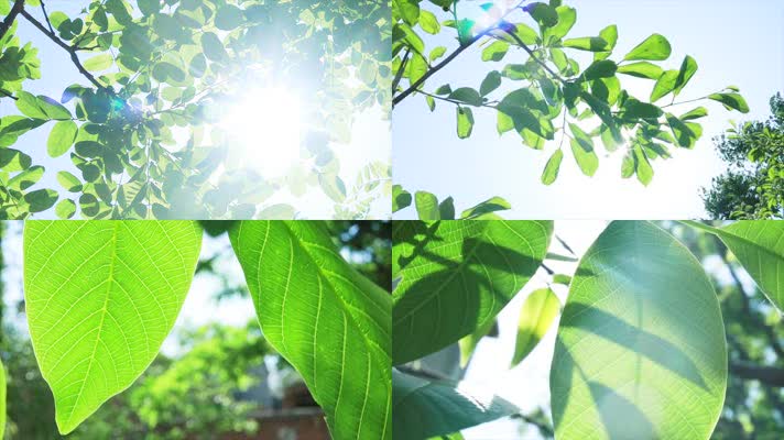 原创实拍阳光穿过树叶清新美景