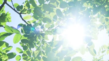 原创实拍阳光穿过树叶清新美景