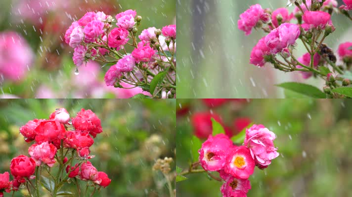 雨中玫瑰小花朵2