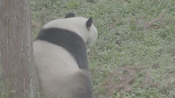 国家一级保护动物大熊猫